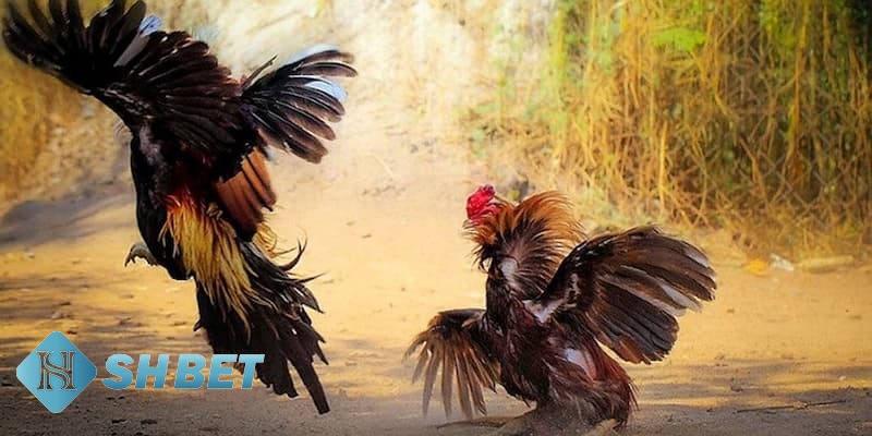 các hình thức đá gà hiện nay