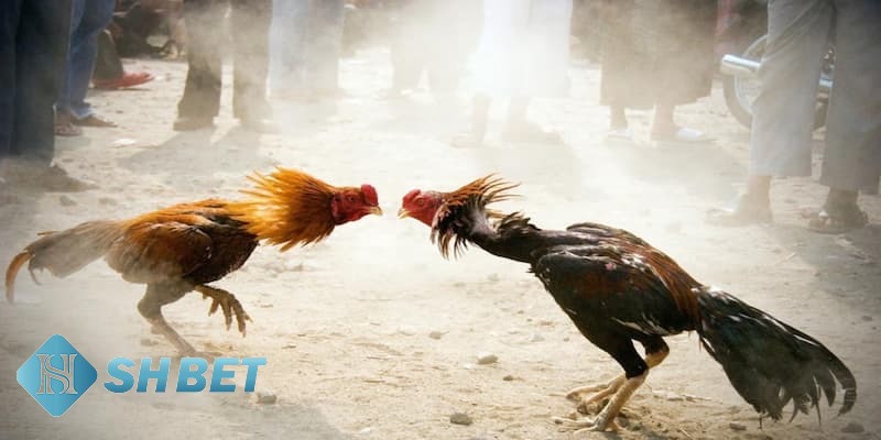 các hình thức đá gà hiện nay