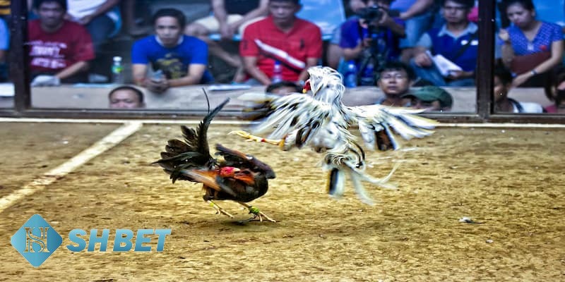 đá gà cựa dao