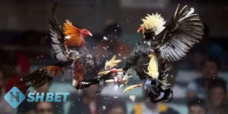kinh nghiệm soi kèo đá gà