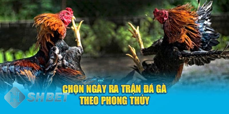 mẹo chơi đá gà thomo