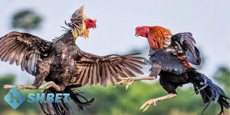 trực tiếp đá gà Mỹ