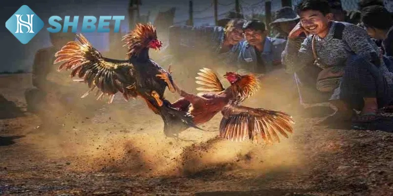 Kinh nghiệm tham gia chọi gà siêu hạng đạt hiệu quả cao