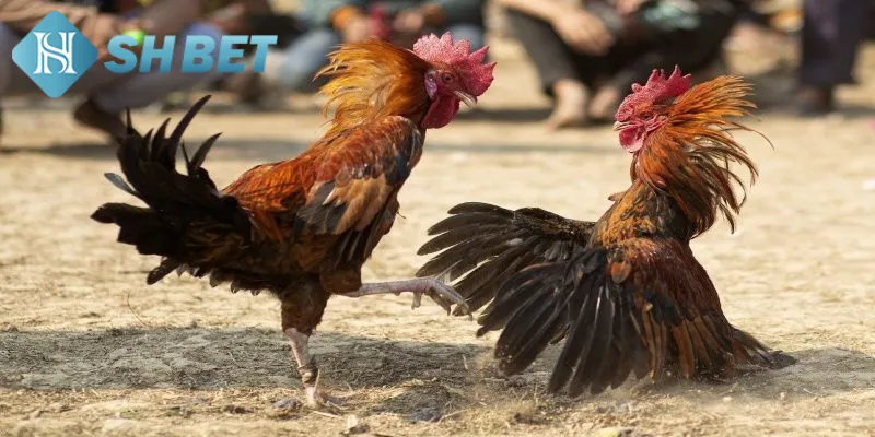 Hướng dẫn quy luật chọi gà cựa sắt cho thành viên mới